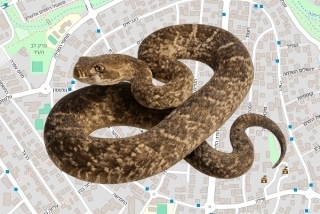 לוכדים מורשים בראש העין - דוד זוהר