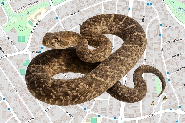 אדי טייאר