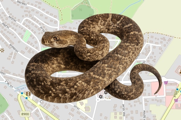 שמעון צוקרמן