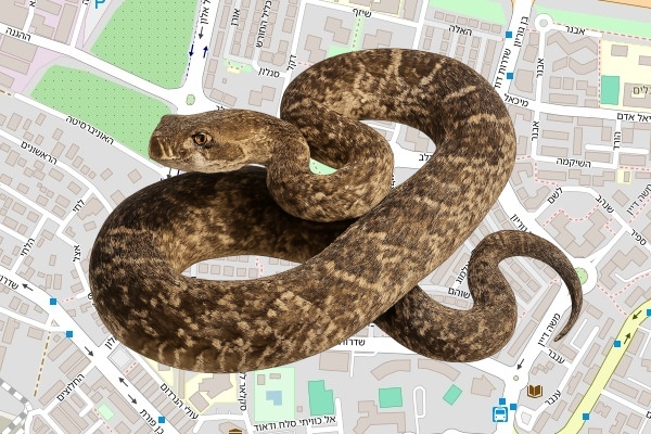 אילן אביב