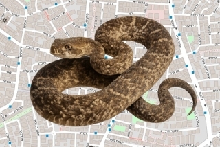 לוכד נחשים בהיתר בבני ברק - לירן חרוש