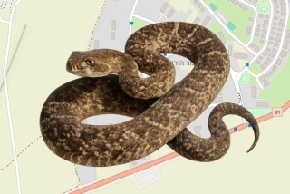 לוכד נחשים בהיתר במשמר הירדן - גבריאל טוויג