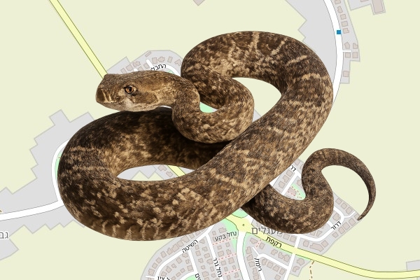 עוזיאל גרופי