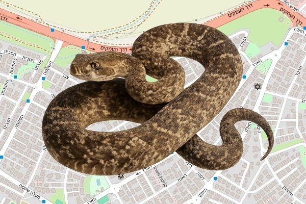 דוד אלישע