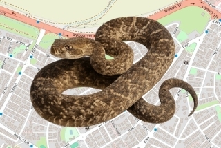 לוכד נחשים בהיתר ברמת ישי - דוד אלישע