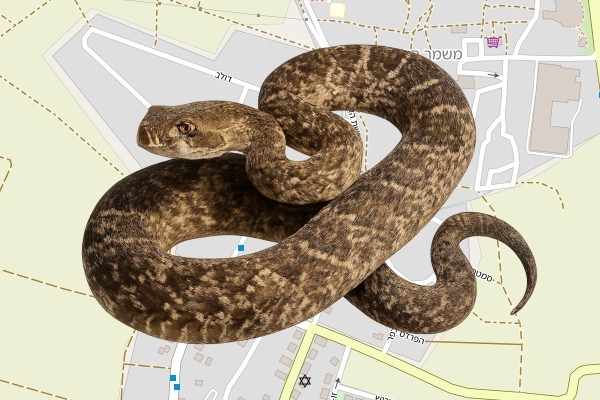 אופיר ארבל