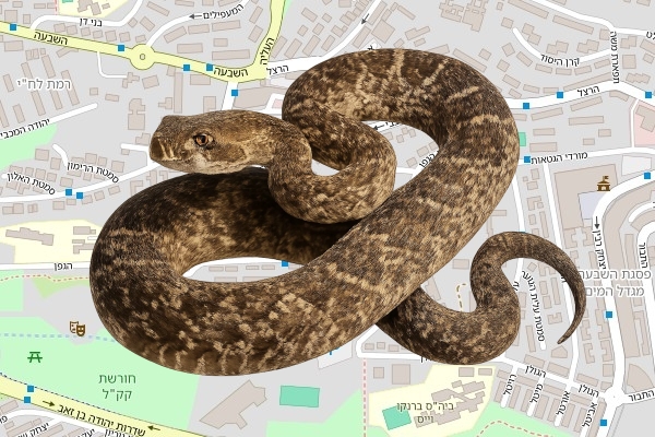 מאיר טרבלסי