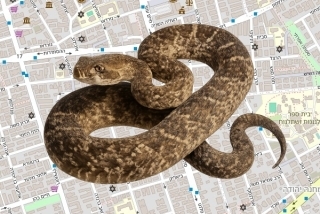 לוכד נחשים בהיתר בפתח תקווה - אמיר בושארי