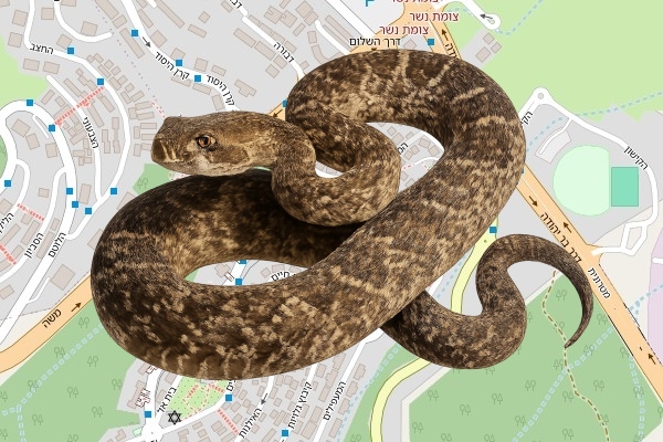 מאיר אלנקווה