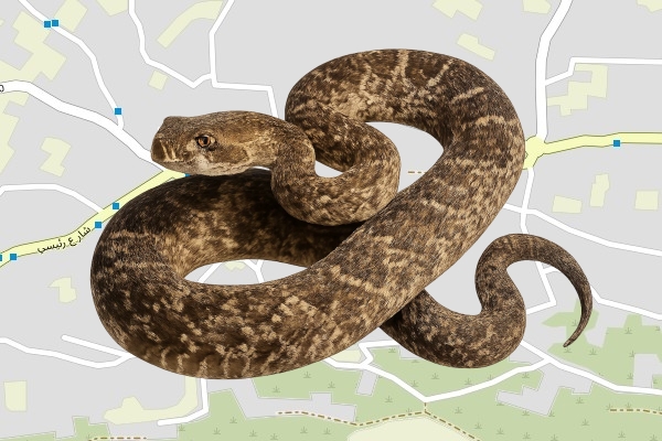זאהר אבו ריש