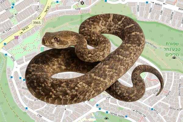 אורן דאיך