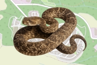 לוכד נחשים בהיתר בשקד - יואב מולר