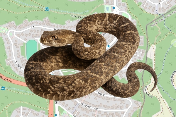 חנן מלכה