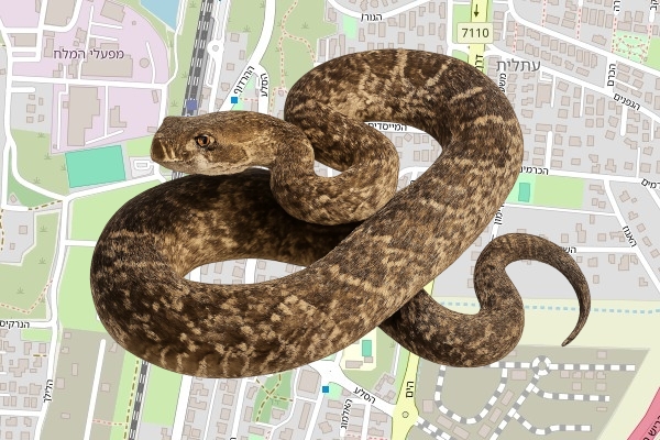 דניאל עמר