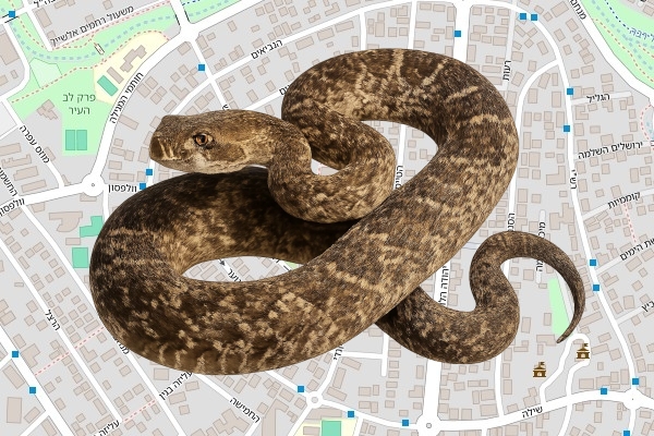 שרון שרעבי