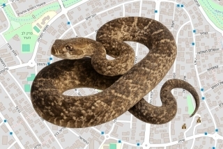 לוכדים מורשים בראש העין - שרון שרעבי