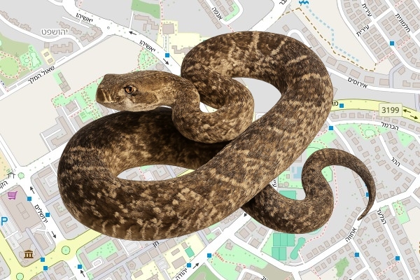 אסף בן עמי
