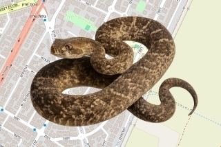 לוכד נחשים בהיתר בקריית ביאליק - עידן נסימוב