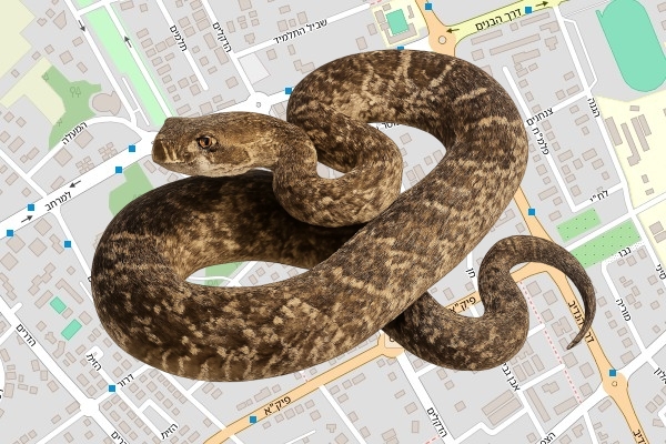 ארקדי רייפמן
