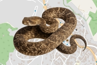 לוכדים מורשים בעספיא - אשרף סקר