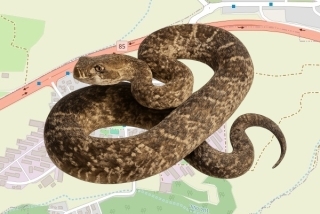 לוכד נחשים בהיתר בכרמיאל - גל קמרי