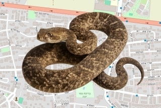 לוכד נחשים בהיתר בכפר יונה - משה סוויד