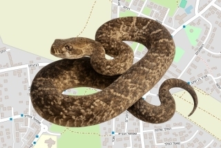 לוכד נחשים בהיתר בגן יבנה - חיים מלכא