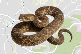 לוכד נחשים בהיתר באבו סנאן - מוהנד קשקוש