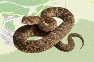 לוכדים מורשים באבטליון - רדו אנקה