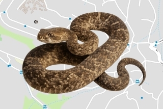 לוכדים מורשים באום אל פחם - מונא מחאמיד