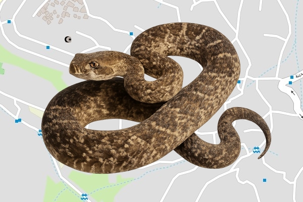 אחמד גבארין