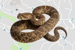 לוכדים מורשים באום אל פחם - אחמד גבארין