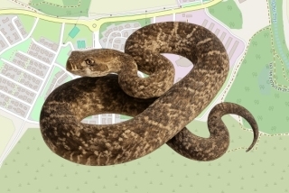 לוכדים מורשים בקיבוץ אור הנר - תומר חגבי