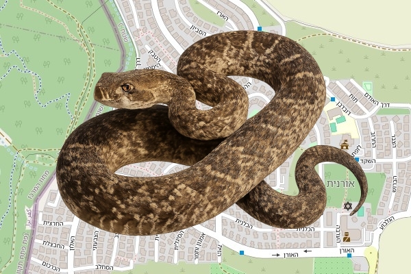 עידו כץ