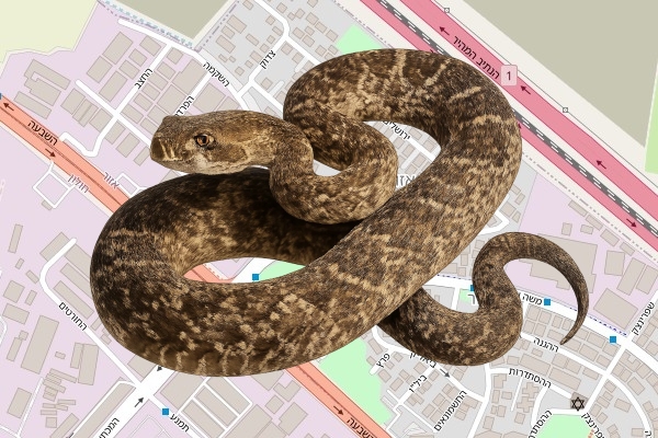 איתמר אריאלי