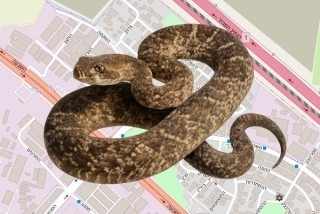 לוכד נחשים בהיתר במושב אזור - אלירן ראובן