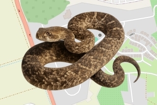 לוכד נחשים בהיתר באחיהוד - רון מנצור