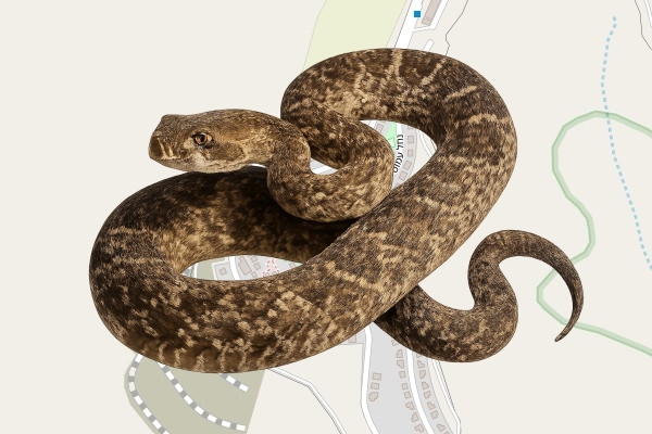 שמעון סהר