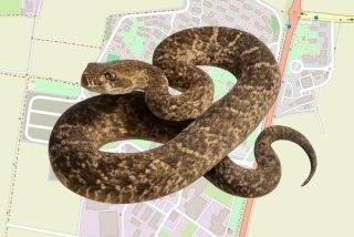 לוכד נחשים בהיתר בקיבוץ אפיקים - בר שדה