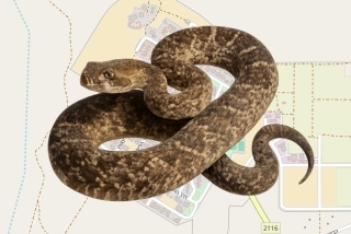 לוכדים מורשים בישוב אשלים - אבי ביסמוט