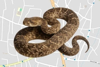 לוכדים מורשים בבאקה אל גרביה - בהא מסרי