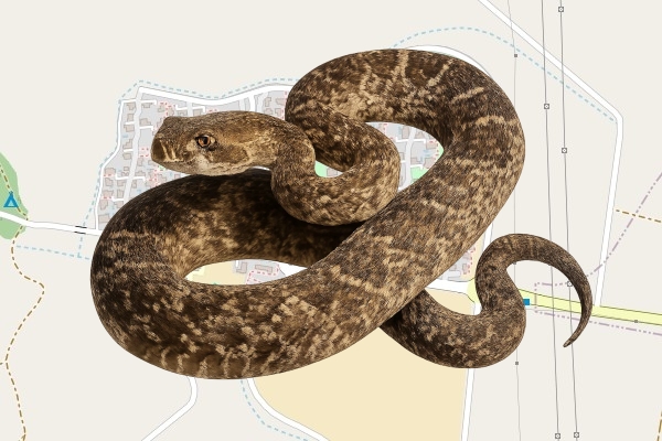 ציון זוילי