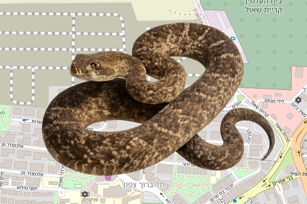 אדיר ביטון