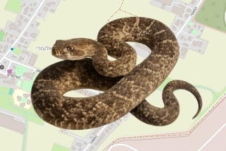 לוכדים מורשים בבית אלעזרי - זיו חיים אליאסף