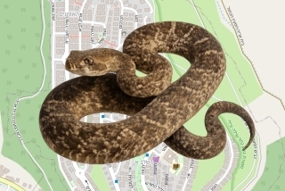 לוכד נחשים בהיתר בבית אריה - אופק ברנע