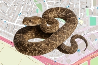 לוכד נחשים בהיתר בקיבוץ בית גוברין - נדב למדן