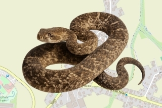 לוכד נחשים בהיתר בבית חלקיה - מיכאל פיינר