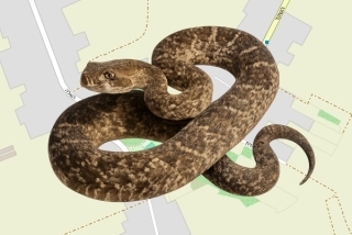 לוכד נחשים בהיתר במושב בית עזרא - דב גולדשטיין