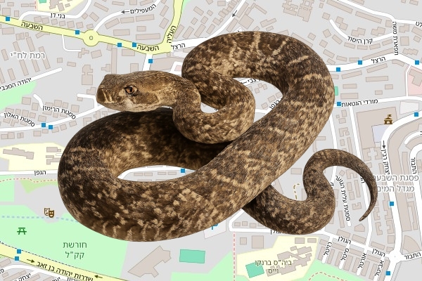 משה ברים