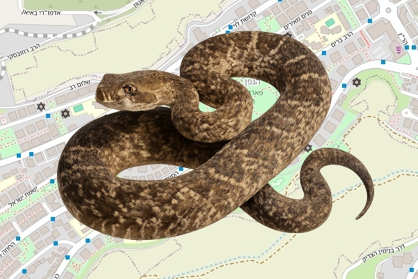 מיכאל קירשנר
